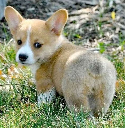 Cutest Corgi Butts 